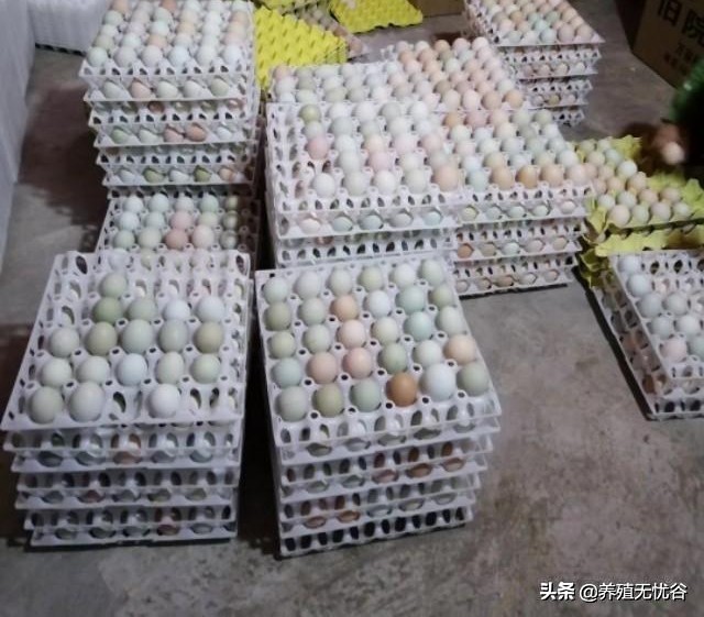 孵化小鸡的技术,现代孵化小鸡技术全教程