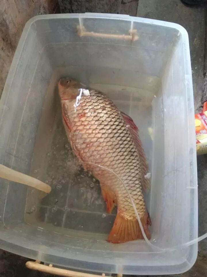 世界顶级淡水鱼大全,世界上顶级鱼类大全