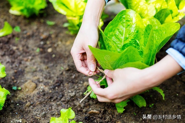 小苏打蔬菜种植技术,用小苏打种蔬菜防病又增产
