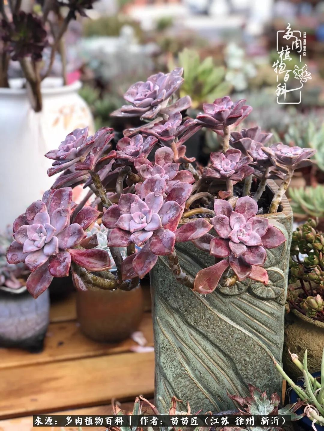 多肉之江湖：众肉友们，修仙渡劫几何了？