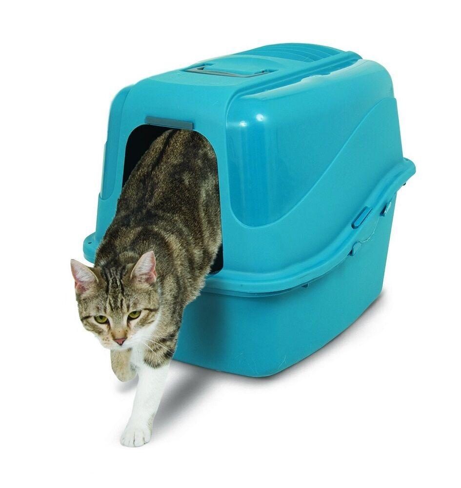 很乖的猫突然调皮了,很乖的猫开始乱尿