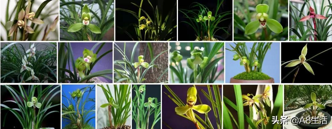 每日一品七律,每日一品茶叶