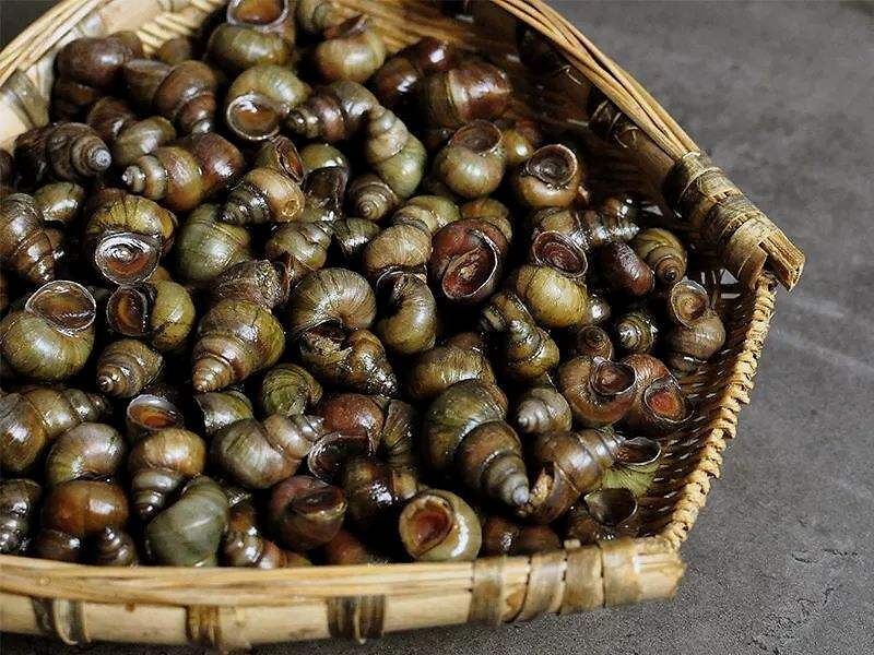 田螺是用油泡着还是用盐,田螺用肺呼吸吗