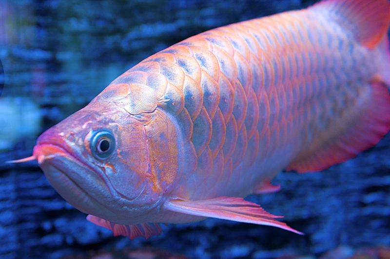 龙鱼吐胃袋多久能恢复,龙鱼进食解析