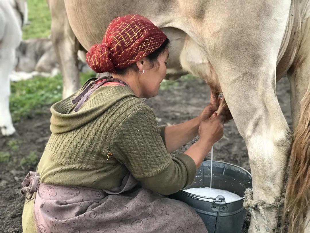 有前中后调的*疆新***子奶**，被喝成奶中“玲娜贝儿”