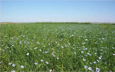 诚致亚麻籽油亚麻酸含量,诚致亚麻籽油1.6升