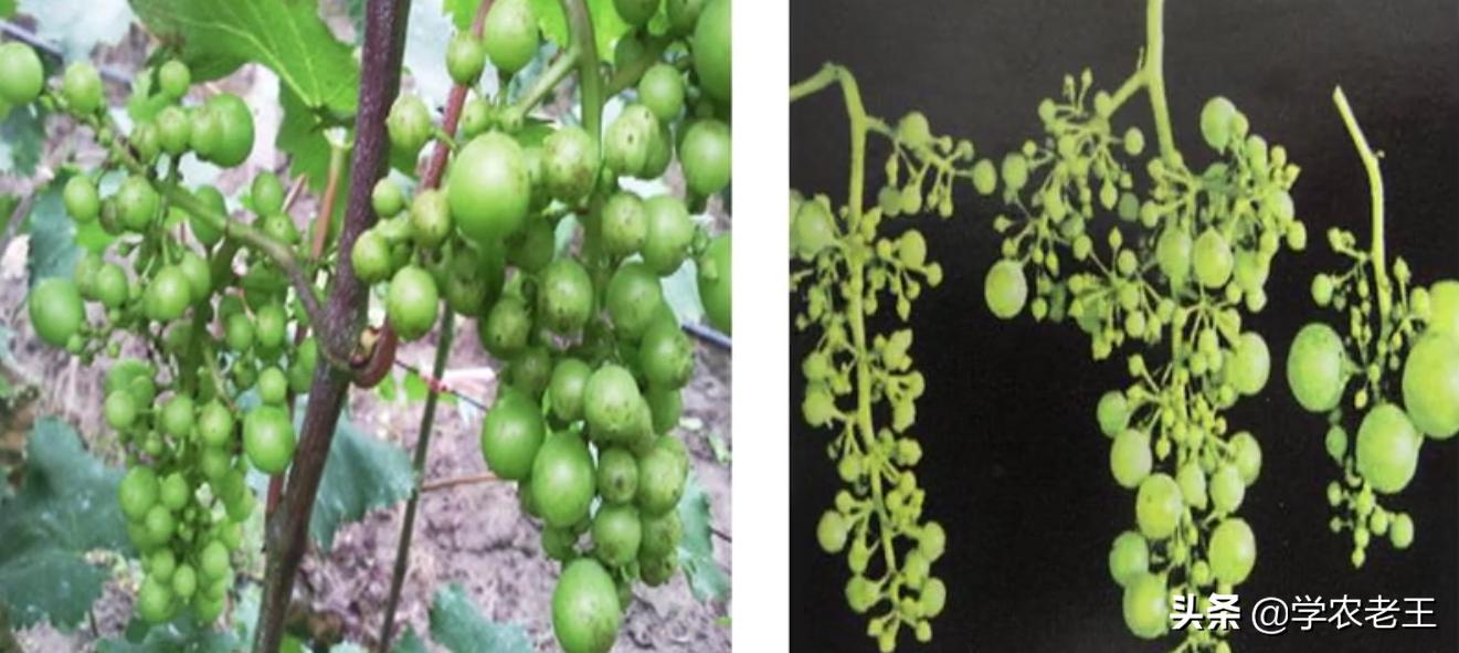 巨峰葡萄为什么容易掉粒,巨峰葡萄串型小怎么回事