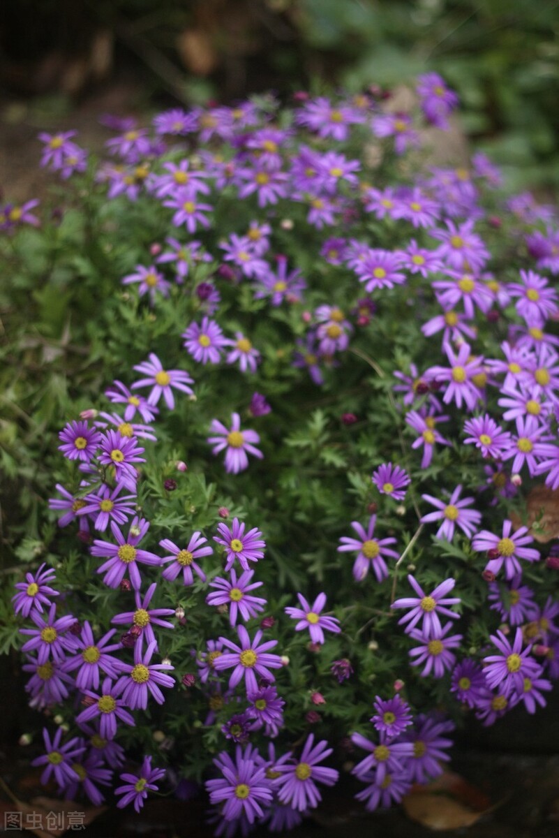 平价的“爆花小能手”：第一性价比高，第六是调色担当