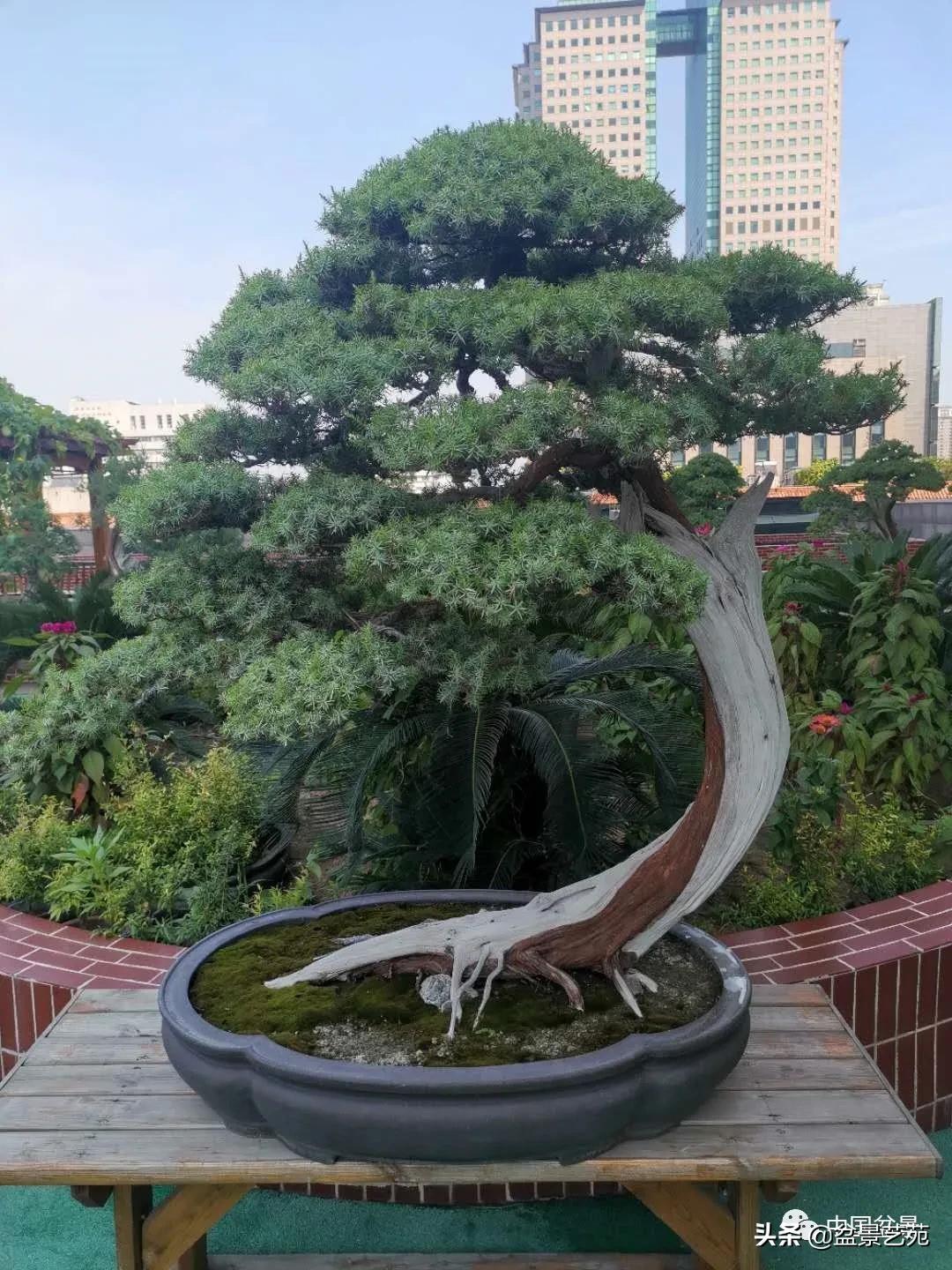 涓浗钁楀悕鐩嗘櫙澶у笀绮惧搧鐩嗘櫙,鐩嗘櫙鑹烘湳瀹跺拰鐩嗘櫙鑹烘湳澶у笀