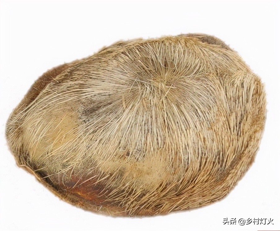 今天麝香价格,现在麝香多少一公斤