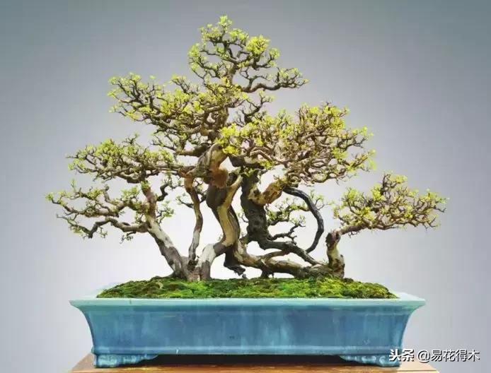 盆景构造及构成,树桩盆景鉴赏技巧