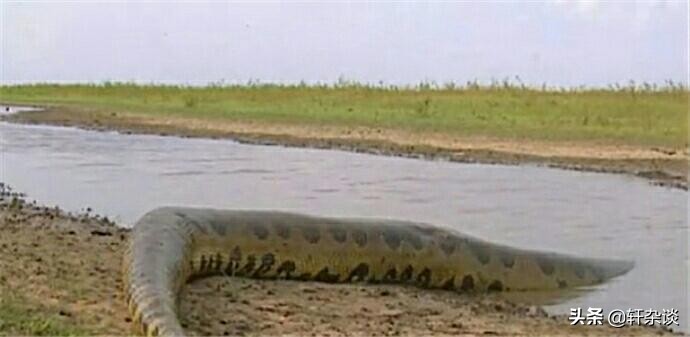 最大老虎能打过成年森蚺吗,世界上最大的蛇跟绿森蚺决斗