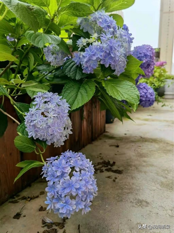 万花镜梦幻蓝调色,万华镜绣球花哪个颜色最好看