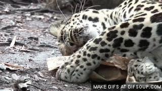 猫咪为什么吸了猫薄荷会那样,猫咪吸了猫薄荷后场面一度失控了