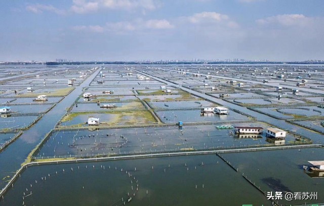 阳澄湖大闸蟹为什么能独占鳌头,阳澄湖大闸蟹上岸