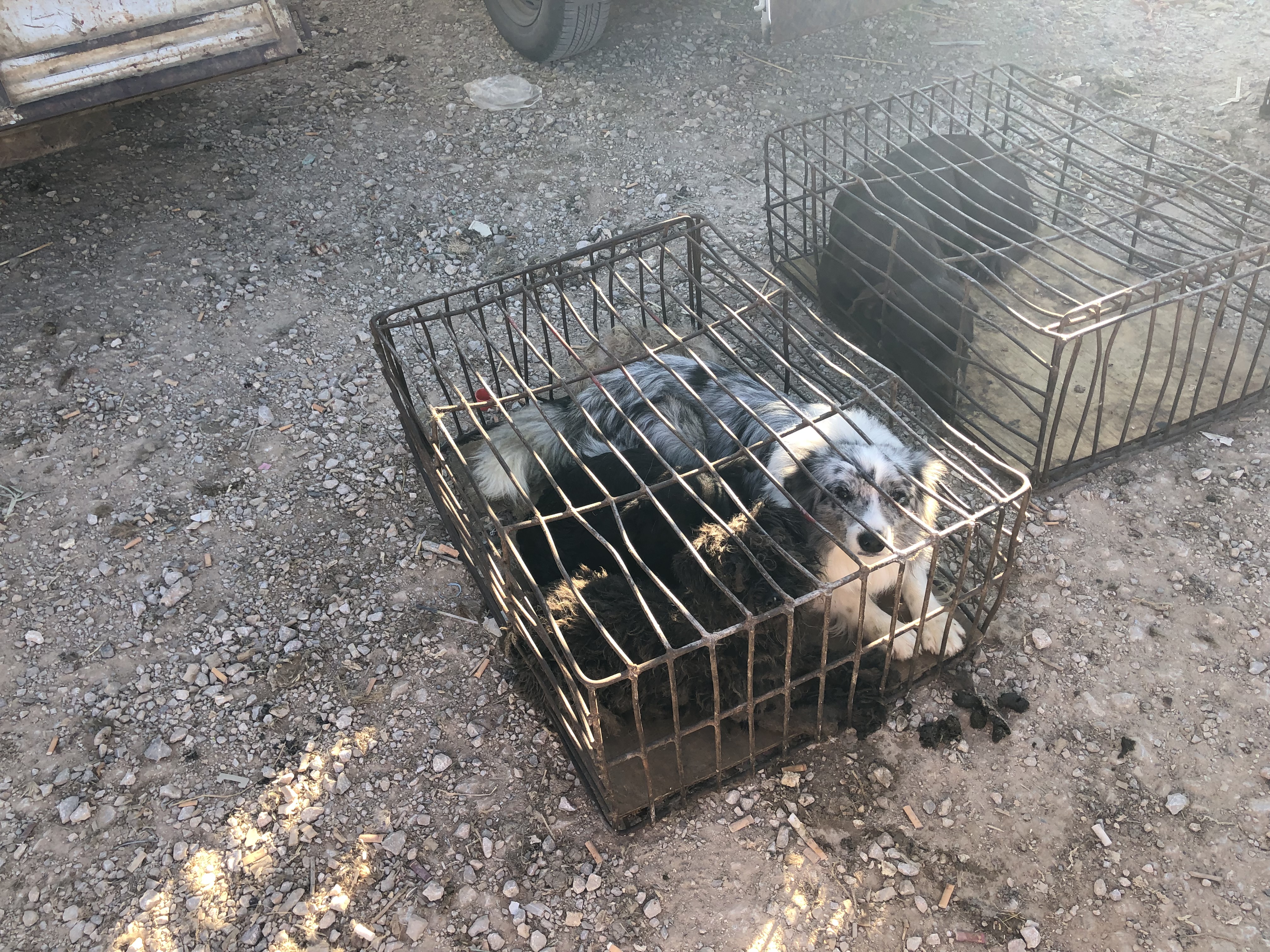 狗市的狗贩子收狗都卖哪了,狗市场出售肉狗价格是多少