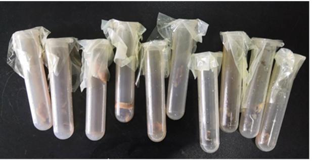 张廷青兽医,张廷青主任