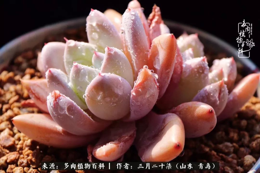 有多肉，有狗狗，给生活多一点惊喜