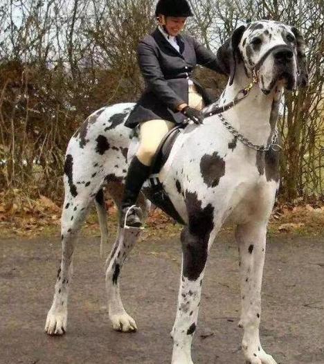 汪汪队的狗狗个个都是什么品种,盘点汪汪队里面的真实狗狗