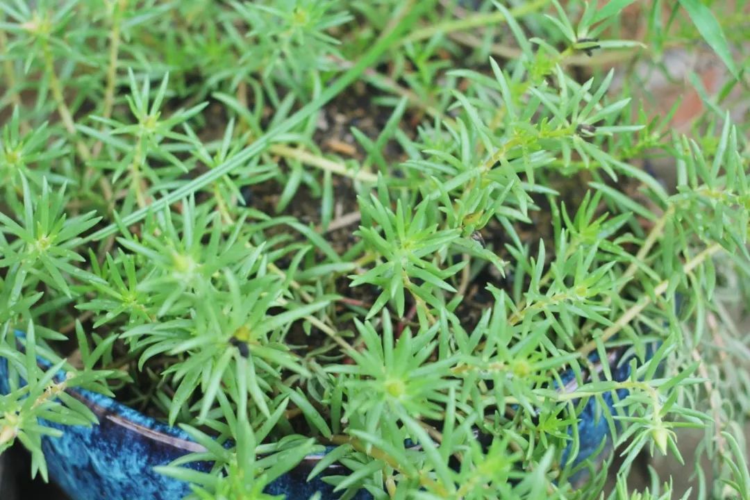 长沙生态农庄野炊采摘,长沙岳麓区垂钓农家乐