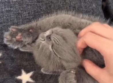 养猫也能治疗癌症?是真的