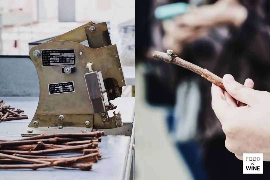 中国造葡萄酒,中国制造的葡萄酒