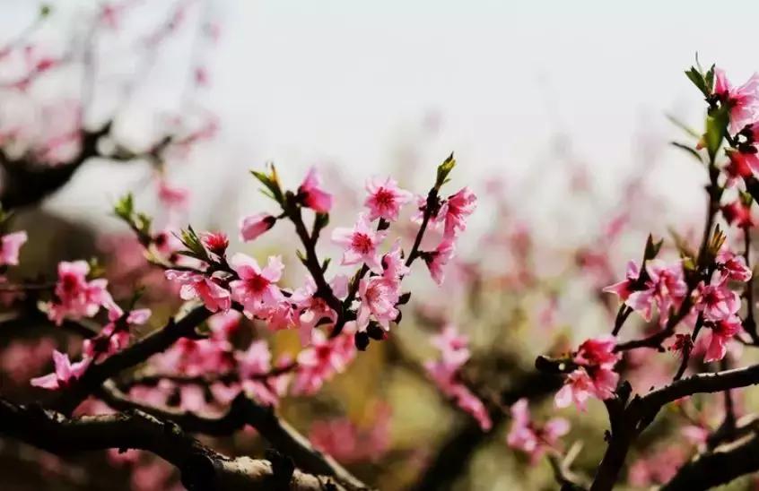 安徽春天去哪看花,安徽春天赏花攻略景点推荐