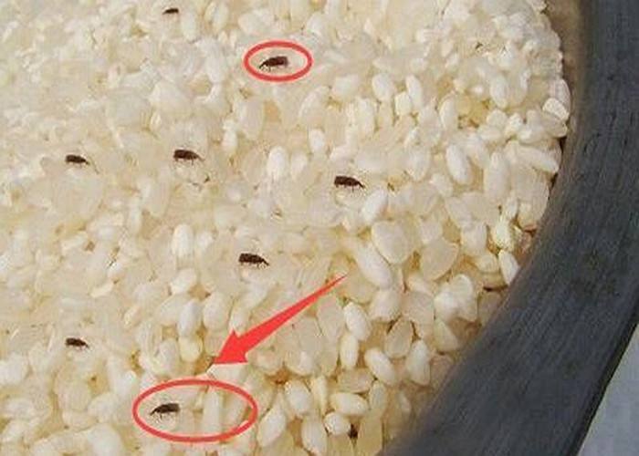 家里买的大米多了如何保存,家里大米容易受潮长虫怎么收藏