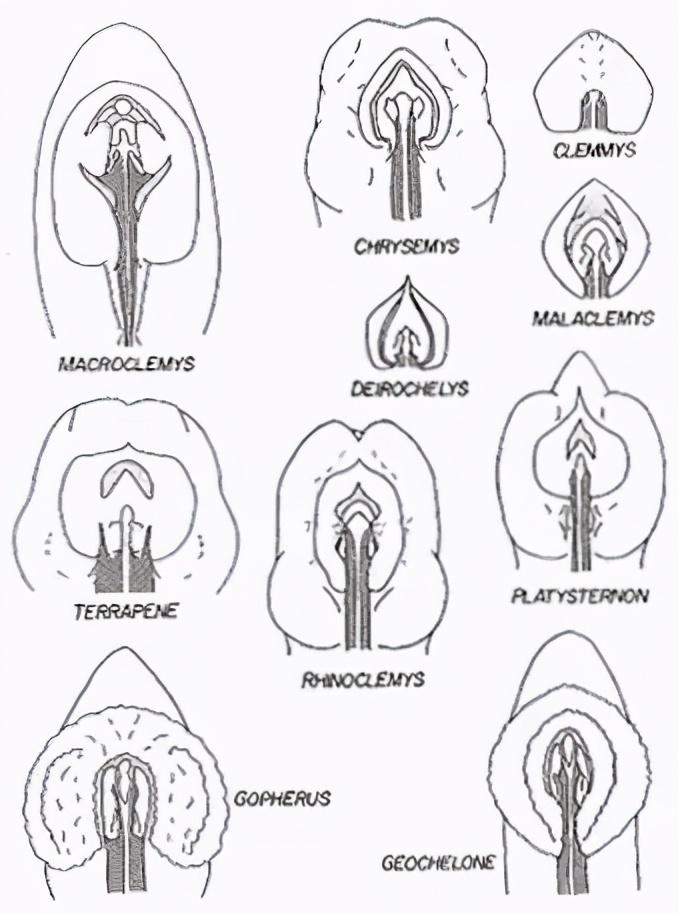 乌龟是怎么繁殖,乌龟是怎样繁殖下一代的