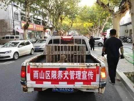 马鞍山流浪狗救助中心在哪里,曝光流浪狗救助真相