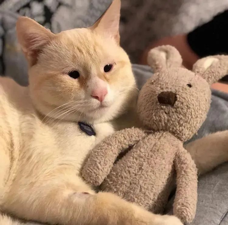 猫咪圆眼睛和竖眼睛,猫小时候眼型不圆