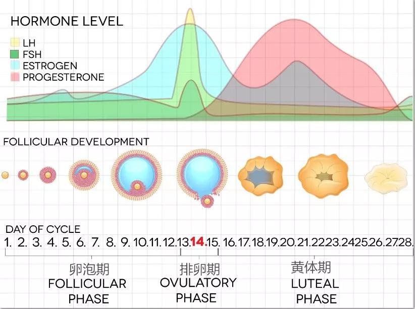 卵泡期孕酮值偏高是卵巢早衰吗,孕酮在卵泡期说明什么