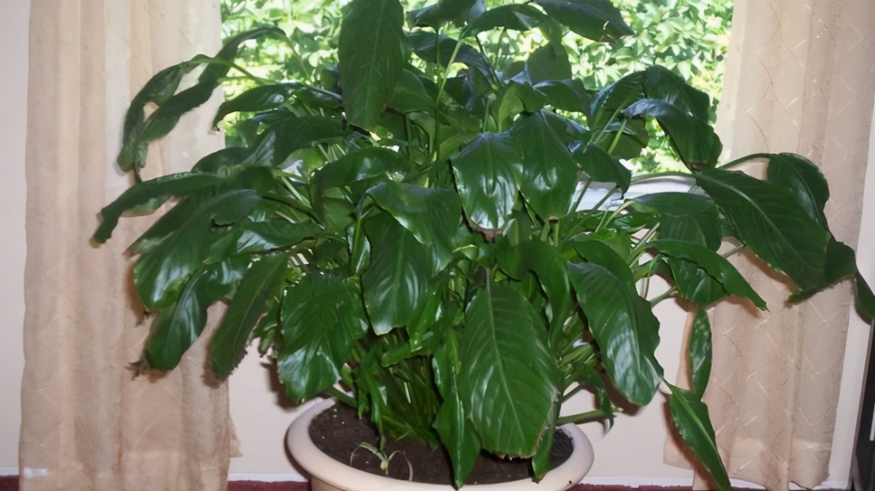 如何挽救干枯的花卉,如何拯救蔫掉的花