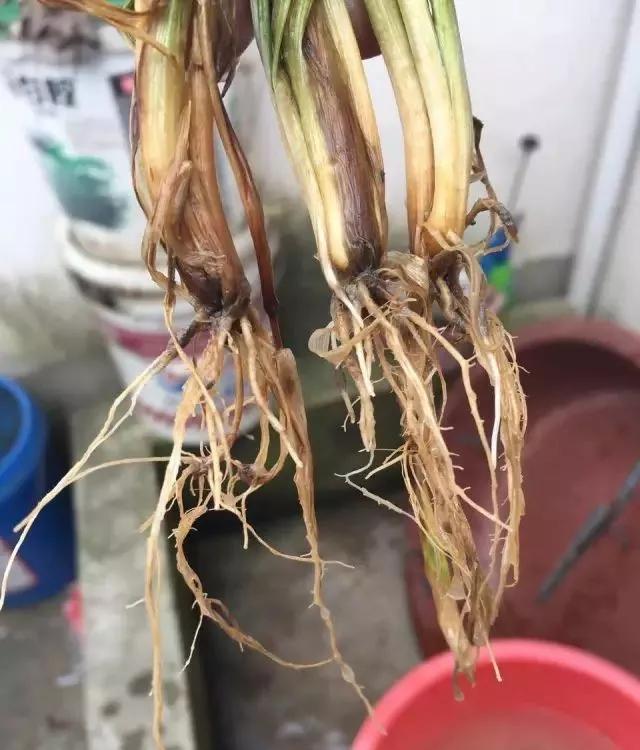 小麦缺肥发黄怎么办,小麦根发黄是什么病