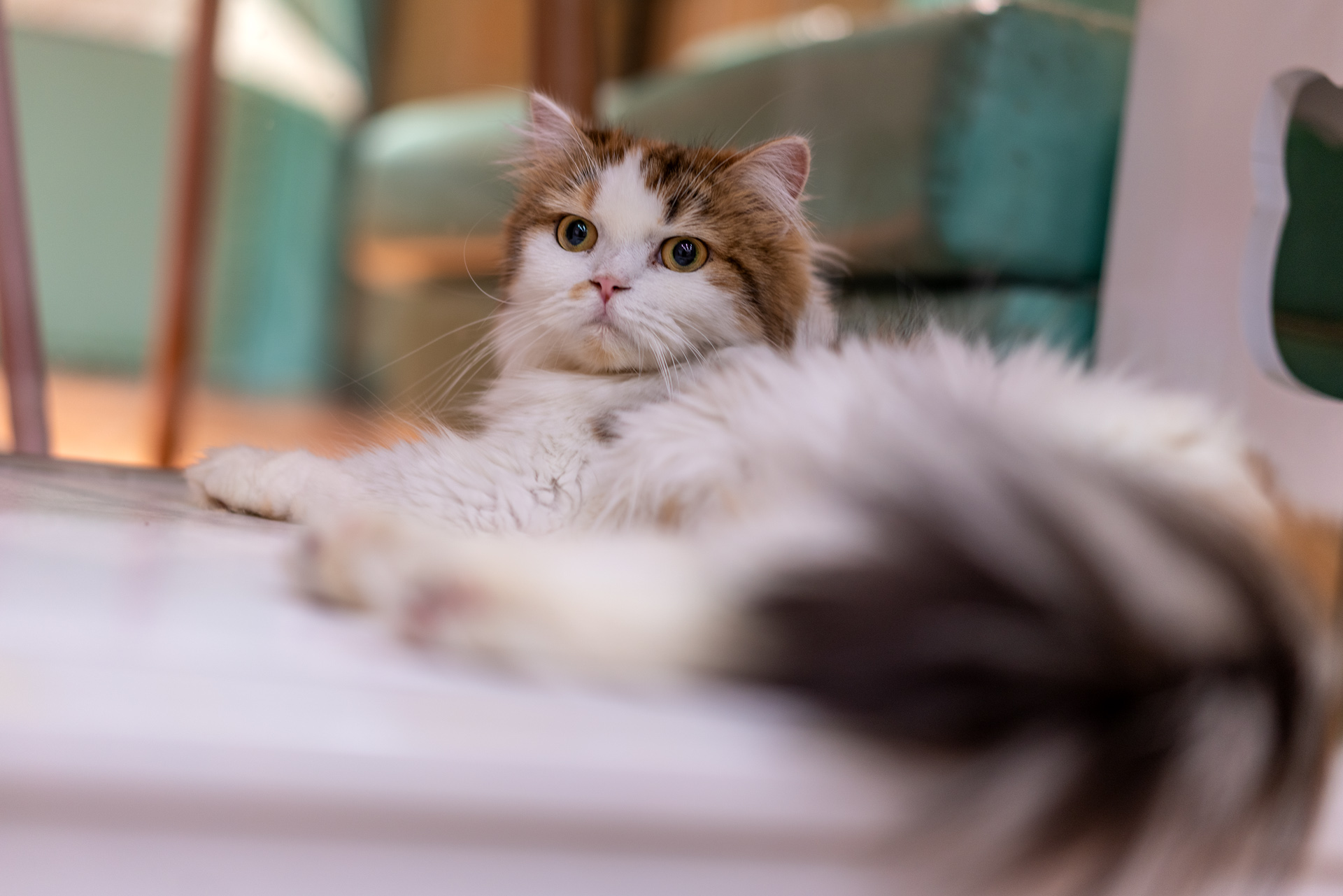 Sonnar（索纳）眼中的猫——索尼SonnarT*FE55mmF1.8ZA实拍体验