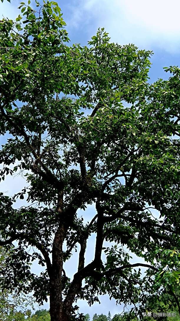 万源市竹峪镇东梨村,竹峪镇东梨村