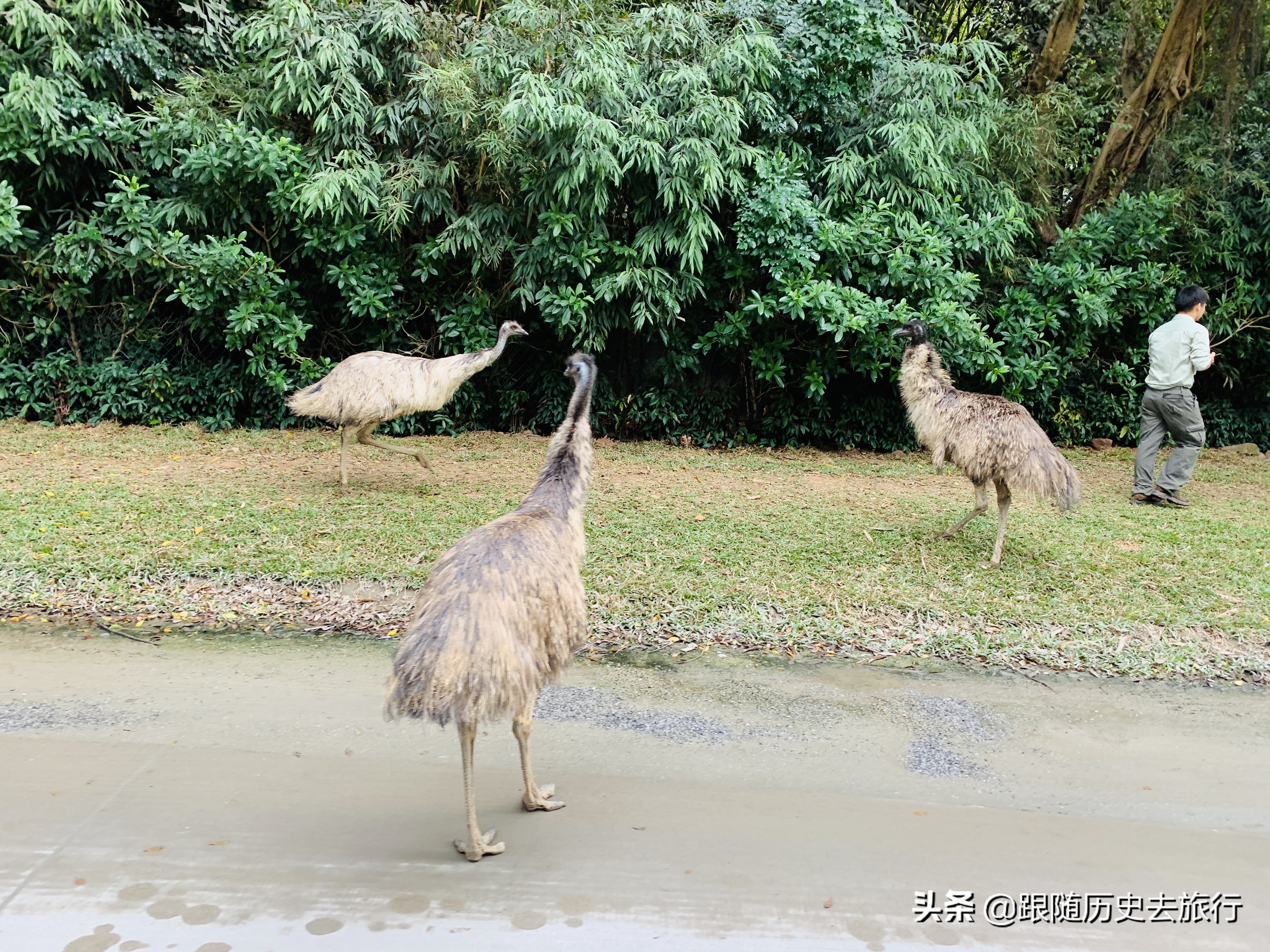 广州长隆水动物世界看大熊猫攻略,广州长隆动物园里的熊猫萌萌