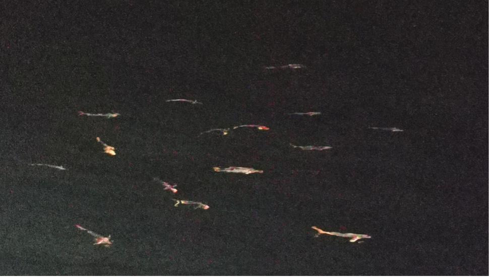 凡学大师｜鲯鳅：美是我最不值一提的优点