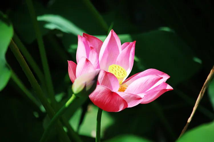 尼康入门单反,单反快速入门攻略