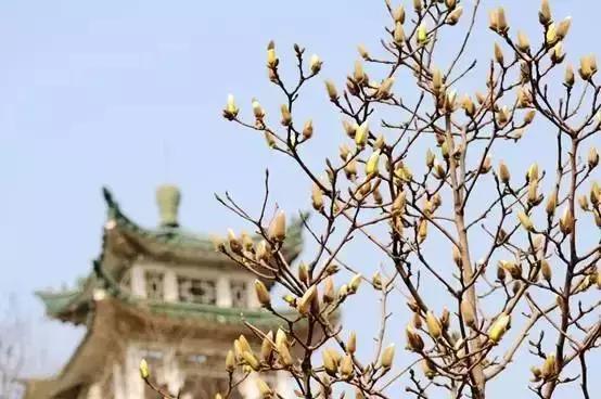 天津除了桃花堤哪里还有桃花,天津看桃花的北运河桃花堤