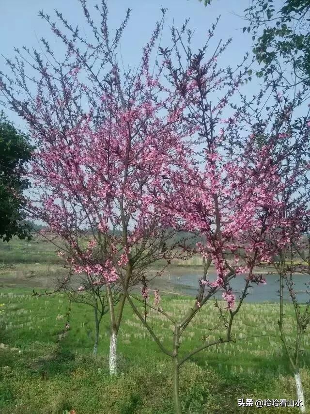 希尔寨，花的世界，花的海洋