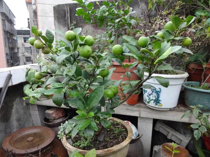 既能观花又观果的花卉盆栽,可在室内养的观果盆栽有哪些