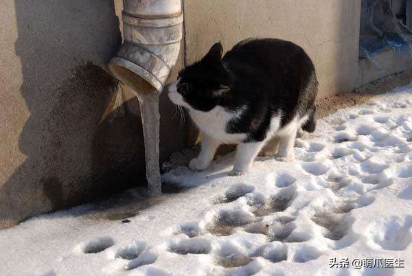 猫咪也会做噩梦吗,猫也会做噩梦吗