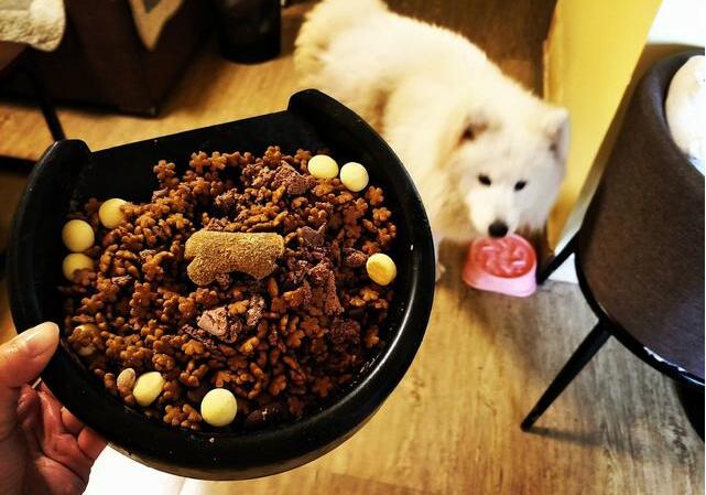 萨摩耶吃什么食物好,萨摩耶能吃什么食物