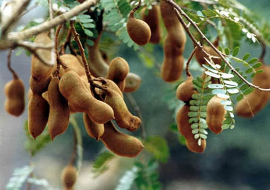 百种味道的果子,四季百种果子图片