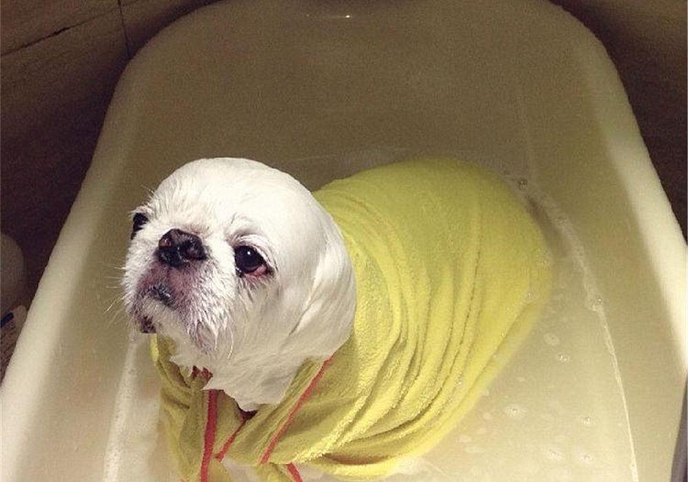 狗子洗澡的正确方法,去宠物店给狗洗澡注意什么