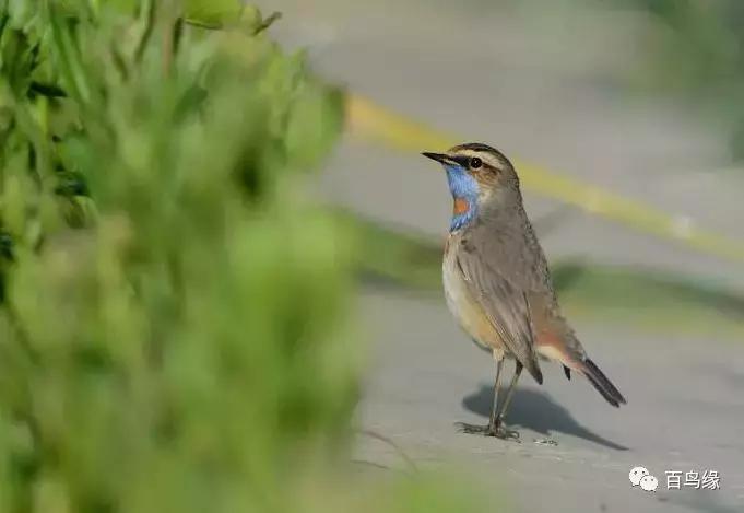 靛颏怎样快速上手,靛颏的十大忌讳