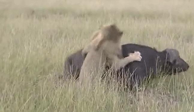 狮虎和百兽之王哪个厉害,狮虎大战真相