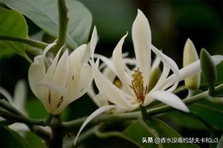 适合送父母的淡香水推荐一下女生,送妈妈长辈什么香水比较合适