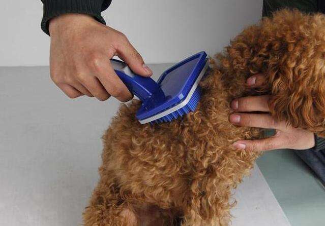 贵宾犬怎么养最合适,贵宾犬饲养的注意事项有哪些呢